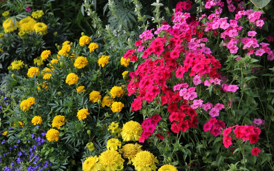 Флоксы, циния