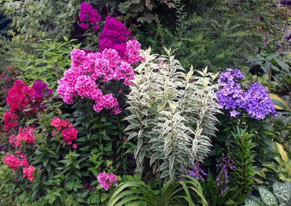 Цветник пион Хоста Флокс астильба