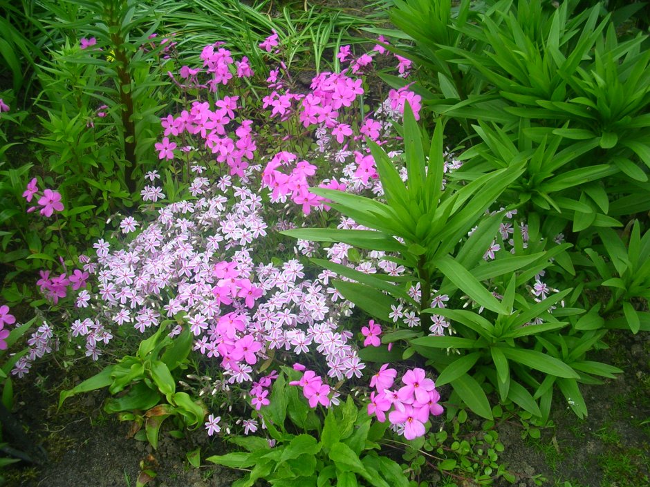 Лихнис Альпийский Пегги