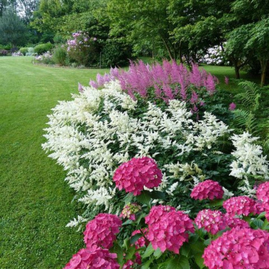 Флокс метельчатый гортензия