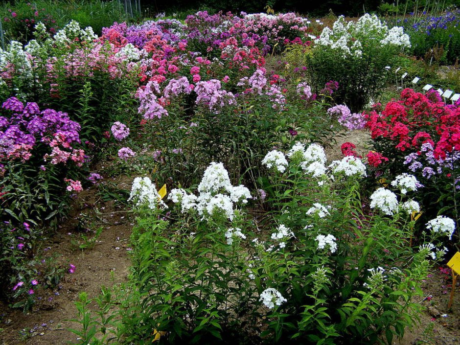 Компаньоны для флоксов