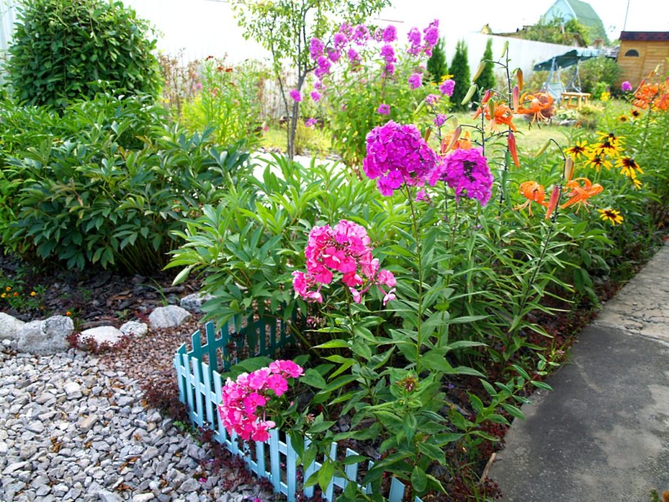 Рабатка с флоксами