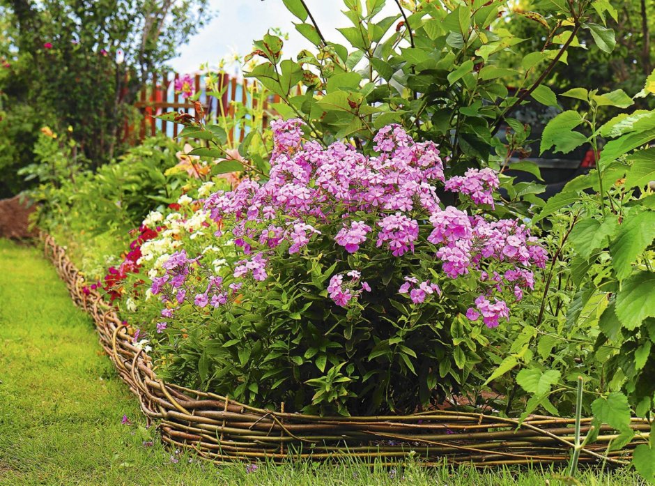 Флоксы цветы