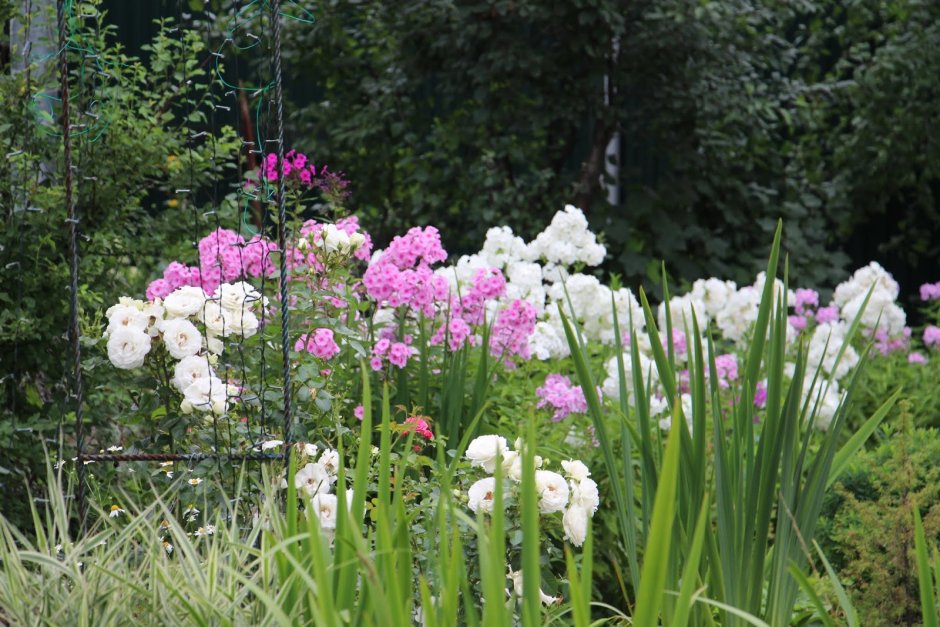 Цветник Хоста+Флокс