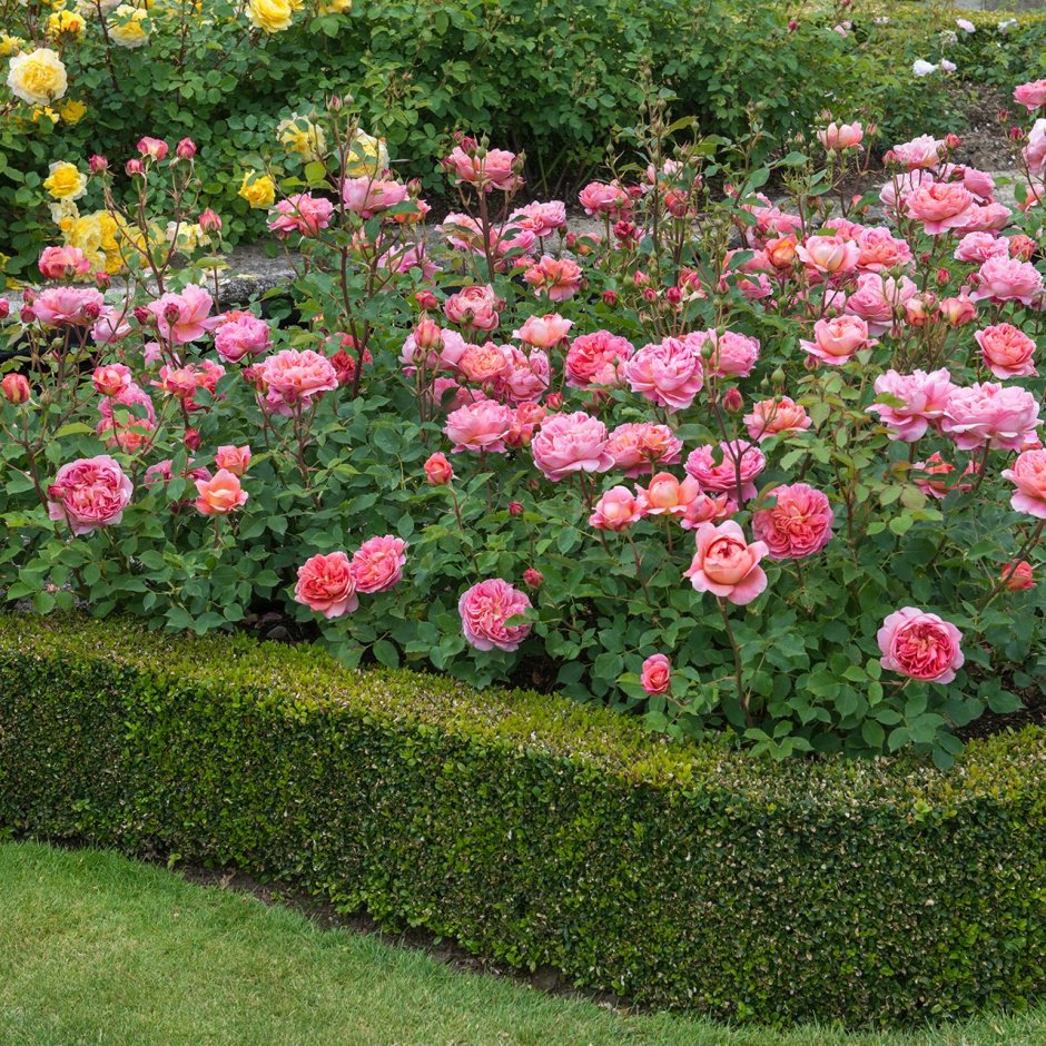 Роза Дэвида Остина Боскобель