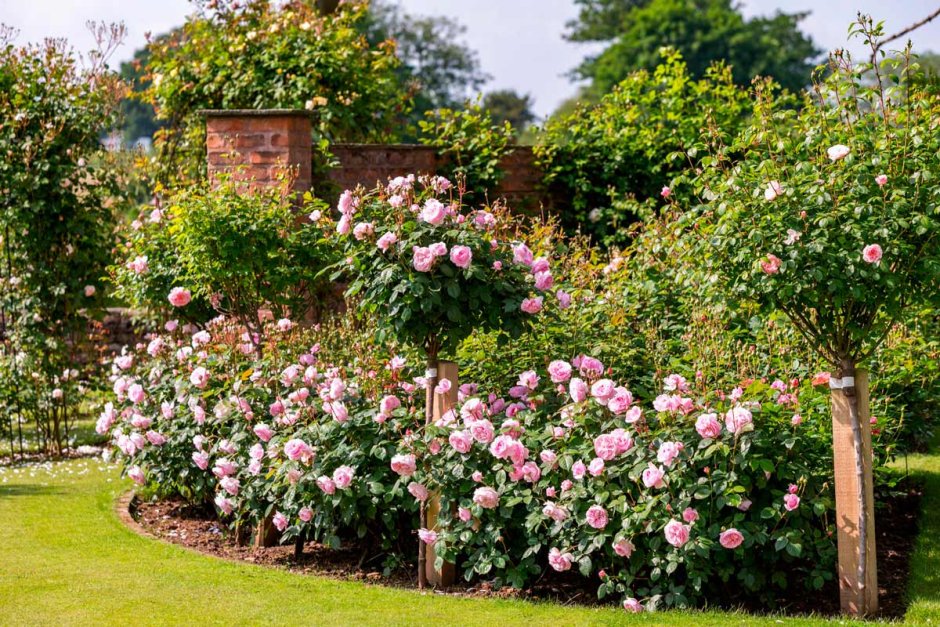 Оливия роза Остина