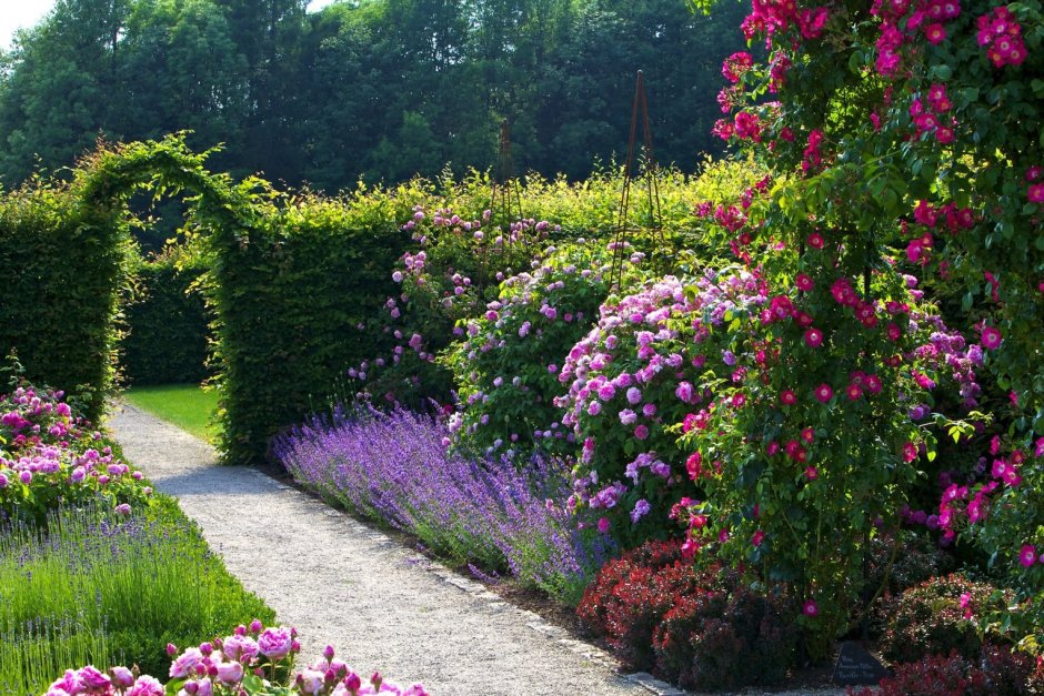 Роза Парковая в миксбордере