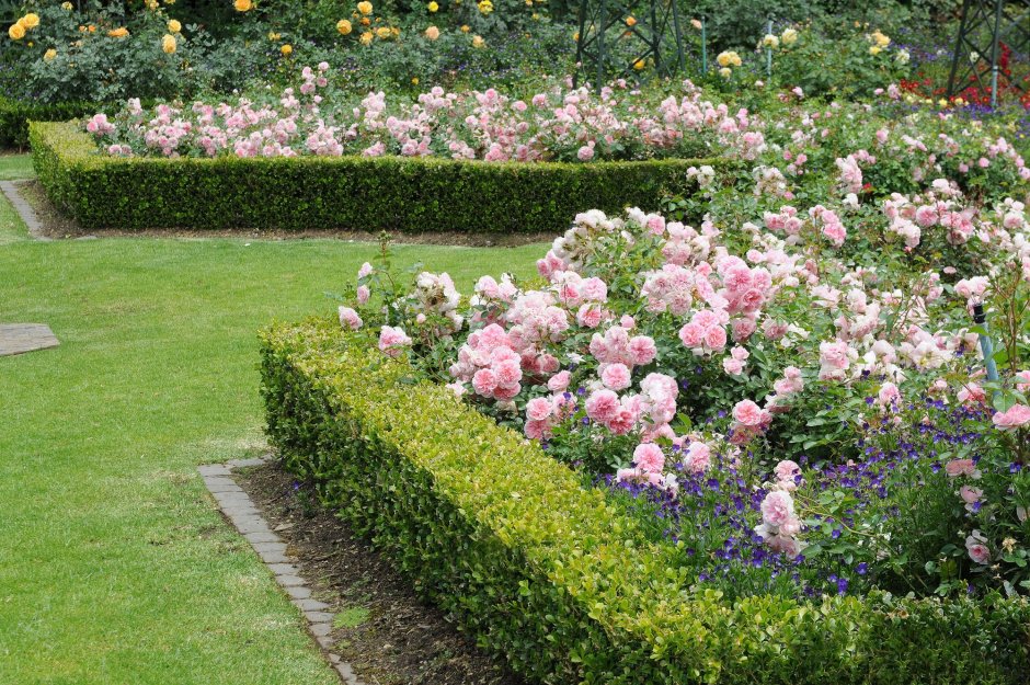 Розарий обрамленный живой изгородью