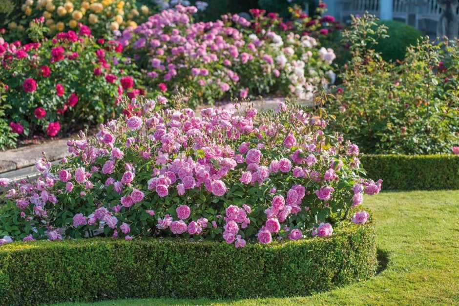 Английские клумбыклумбы