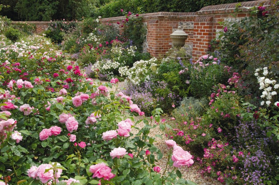 Почвопокровные розы в миксбордере