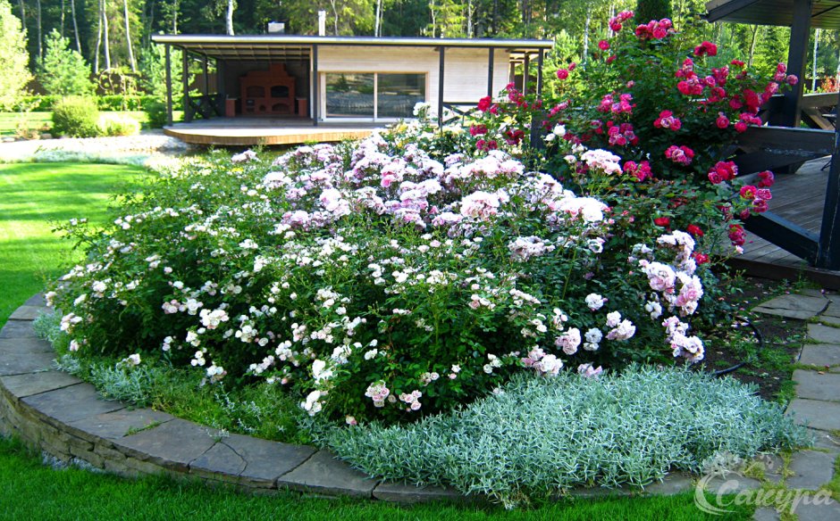 Спирея и розы в ландшафтном дизайне