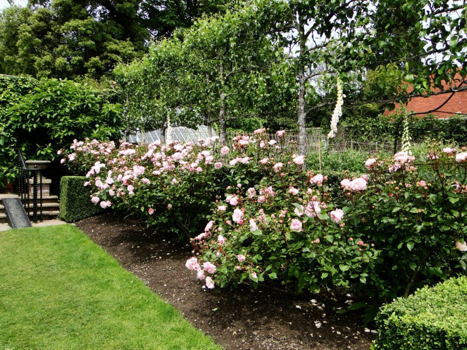 Изгородь ландшафтный роза Парковая