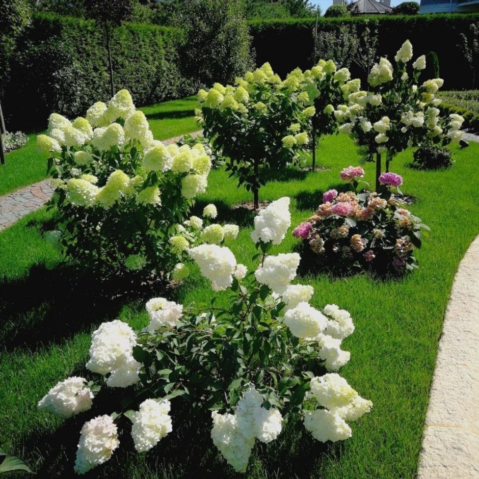 Гортензия метельчатая Ванилла Лаймлайт