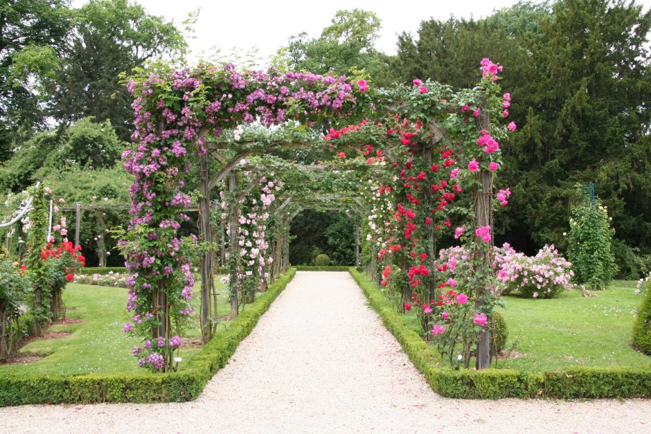 Плетистая роза на перголе