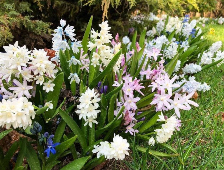 Первоцветы пушкиния