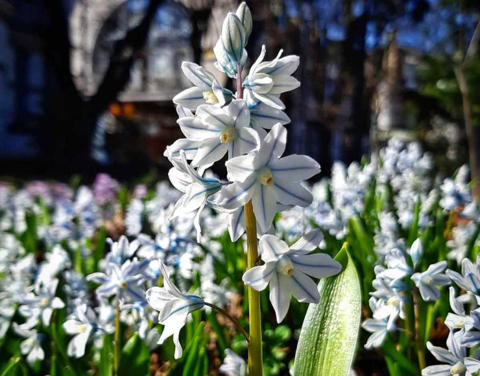 Хионодокса Люцилии