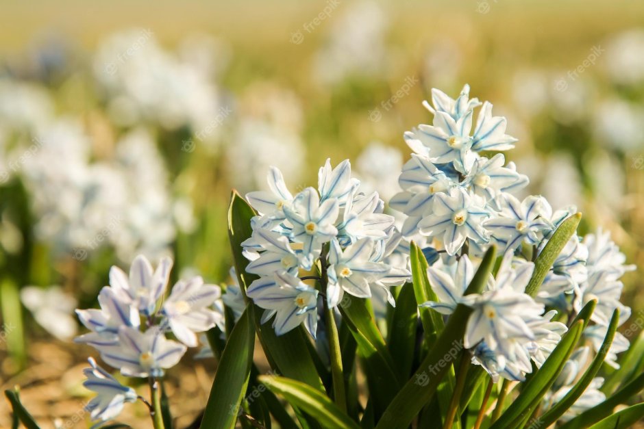 Весеннецветущие луковичные