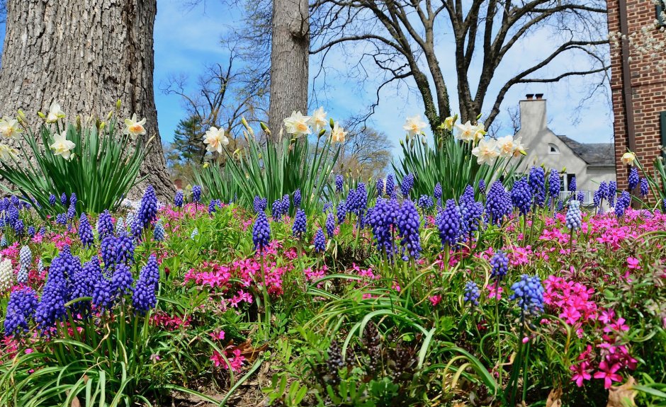 Пушкиния либанотика