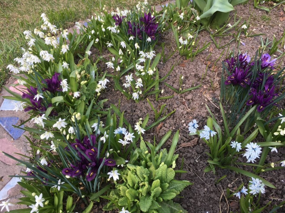 Пушкиния ядовитая