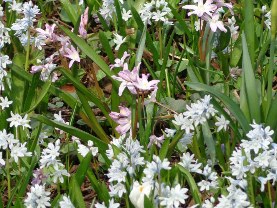 Тюльпаны в миксбордере