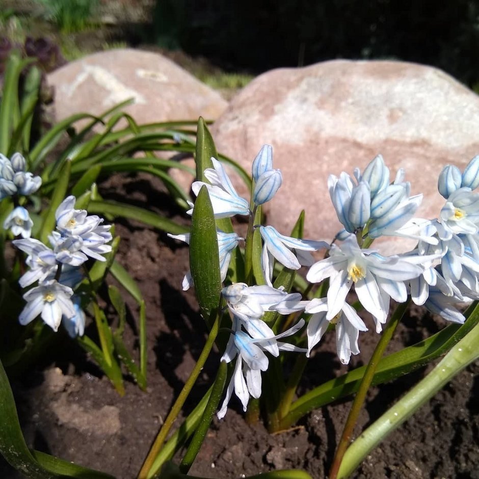 Пушкиния пролесковидная