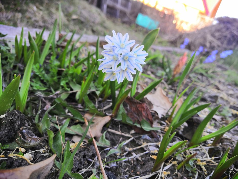 Пролеска колокольчатая Вайт