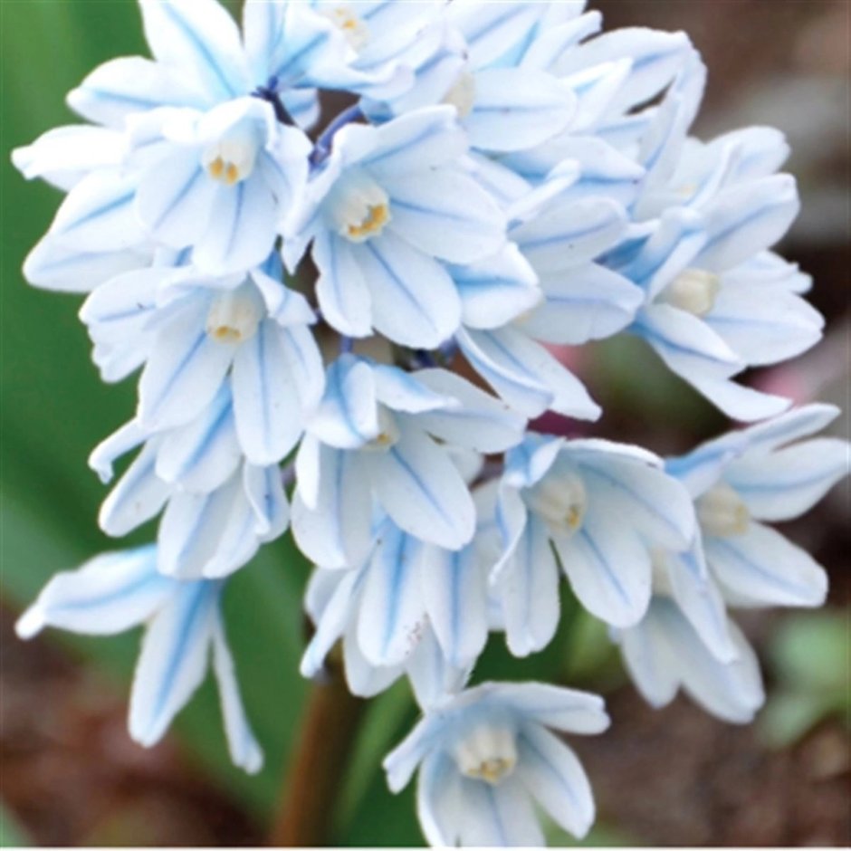 Мускари Крокус тюльпан гиацинт