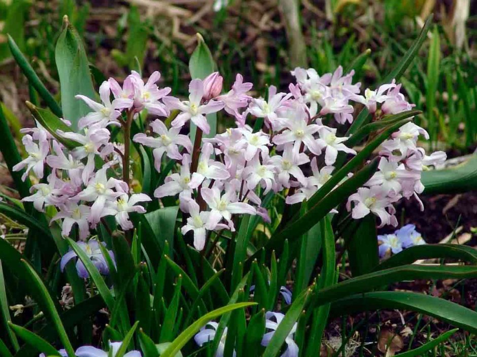 Пушкиния Скоки размножения