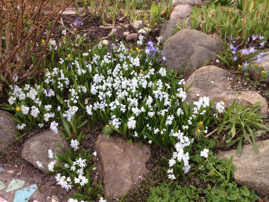 Пушкиния Ливанская выгонка