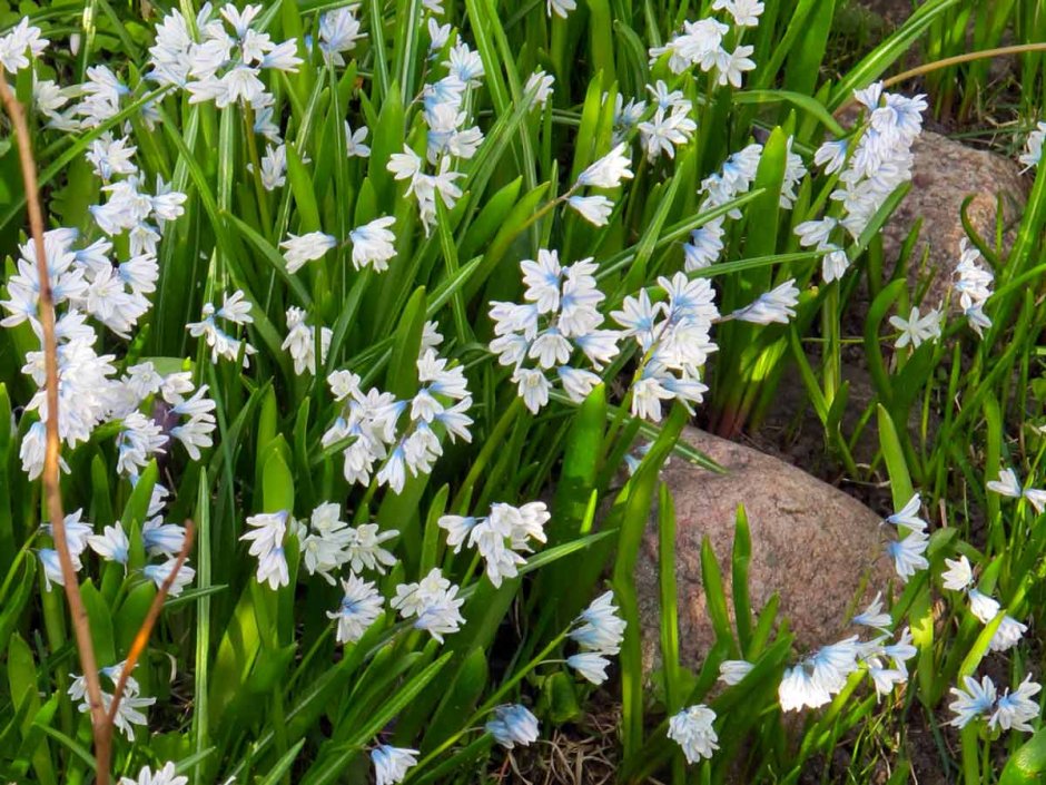 Пушкиния Ливанская КОЛОРЛАЙН