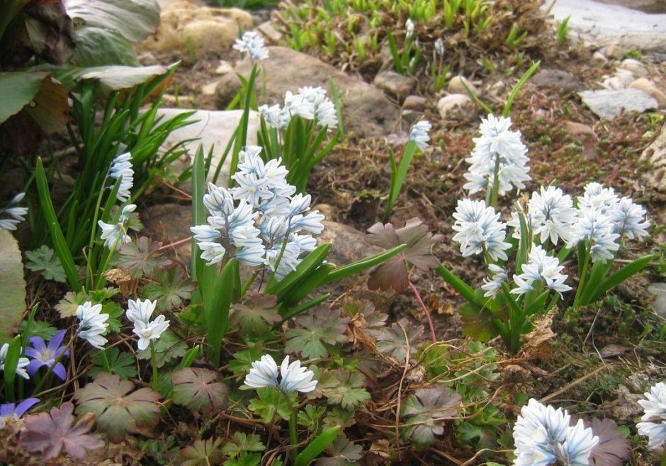 Хионодокса в ландшафтном дизайне фото