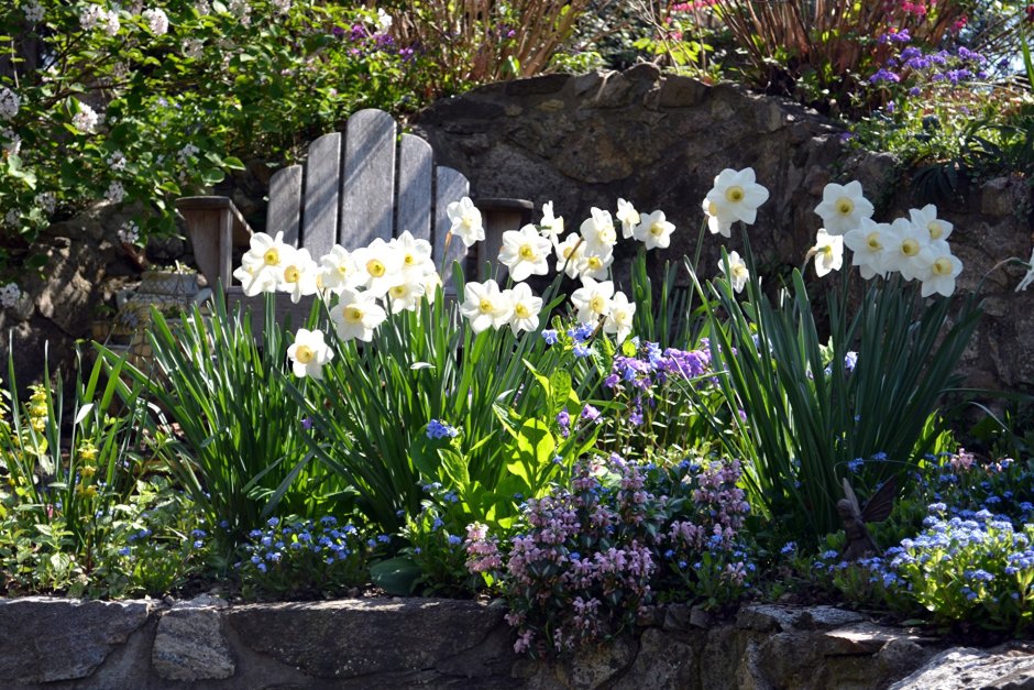 Хионодокса Розеа