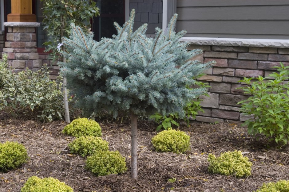 Ель голубая Глобоза