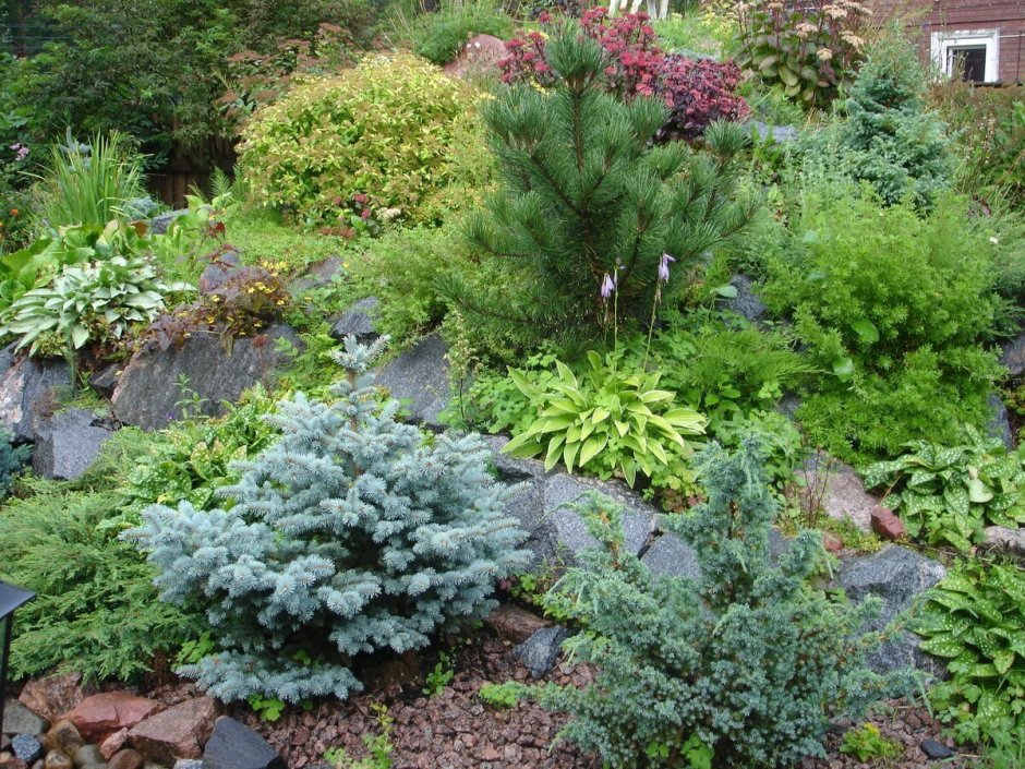 Ель Глаука с хвойниками