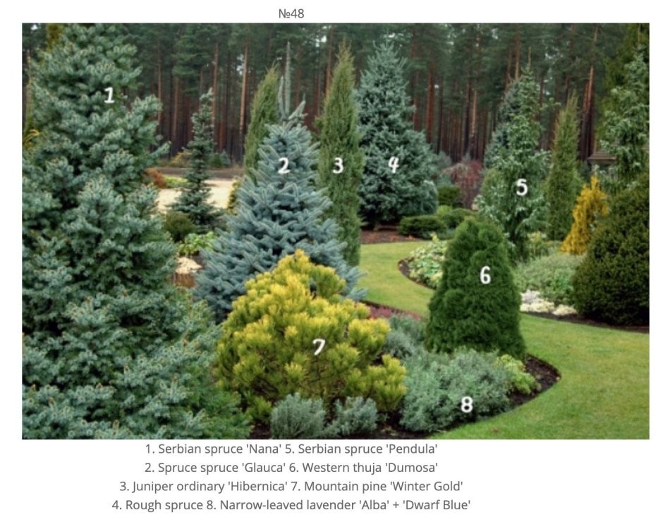 Горная сосна туя ель