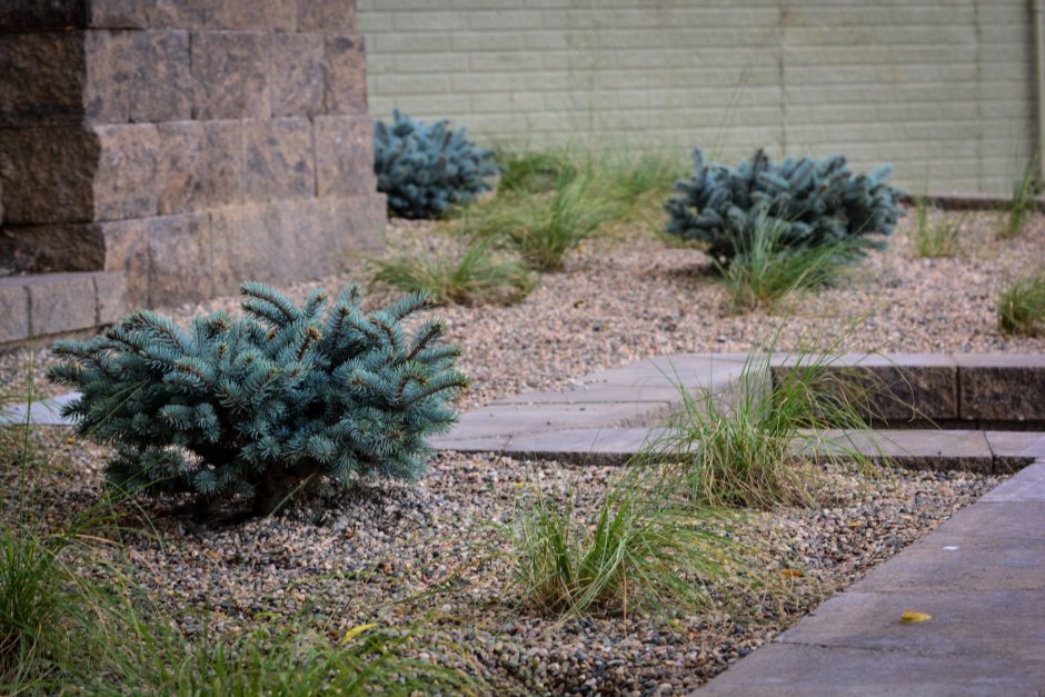 Ель Глаука карликовая голубая