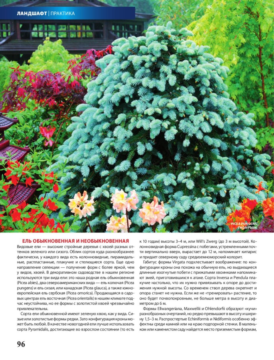 Ель пуш в ландшафтном дизайне