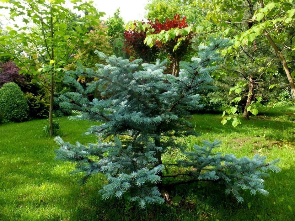 Ель Хупси в ландшафте