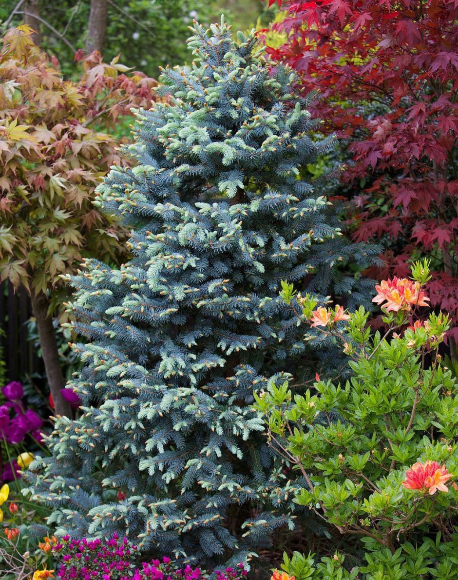 Хупси голубая ель