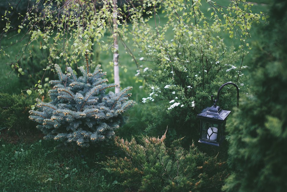 Голубая ель Исеть сад