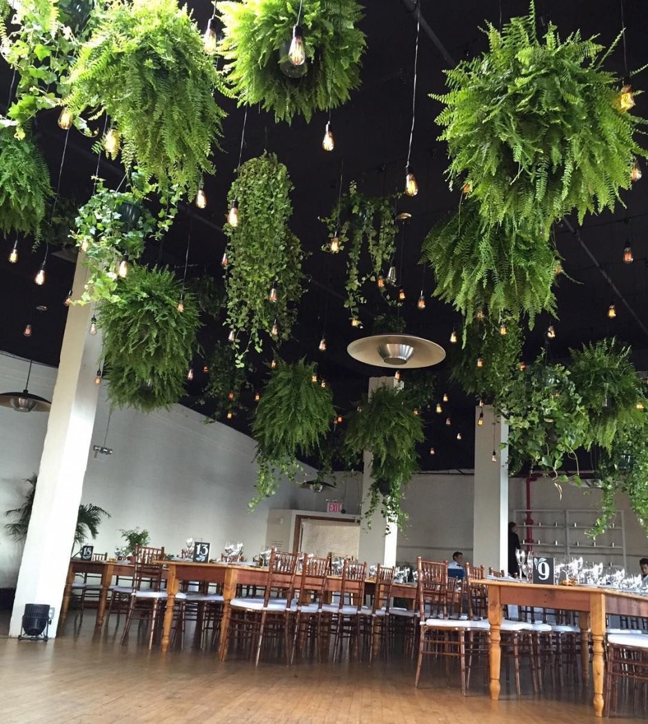 Фитостена мох