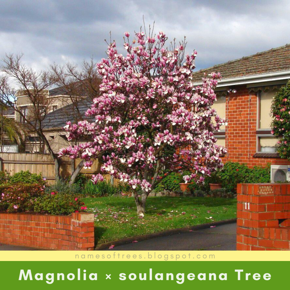 Магнолия Суланжа дерево