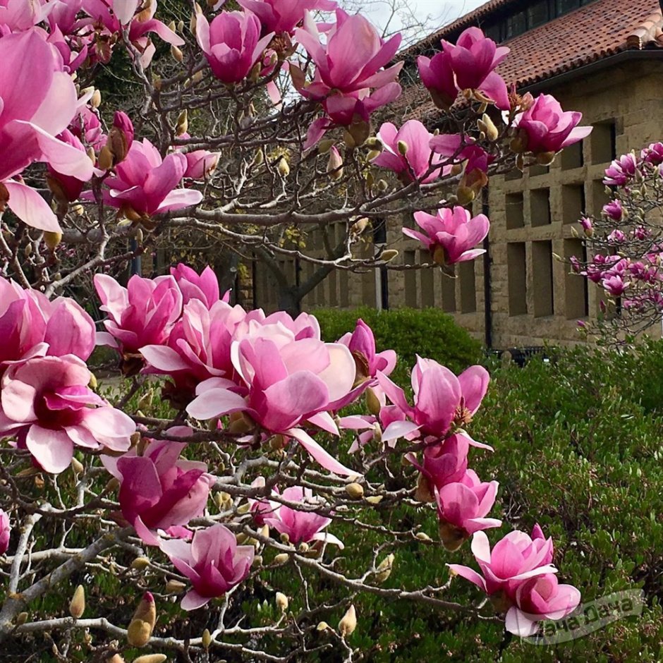 Магнолия Суланжа