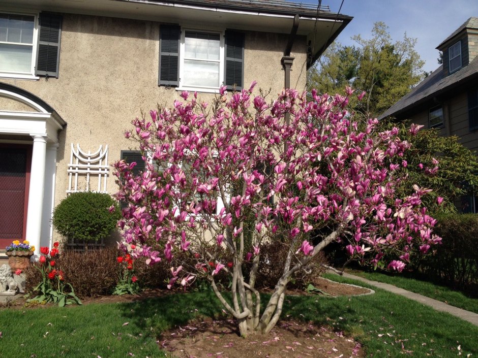 Магнолия Суланжа Нигра