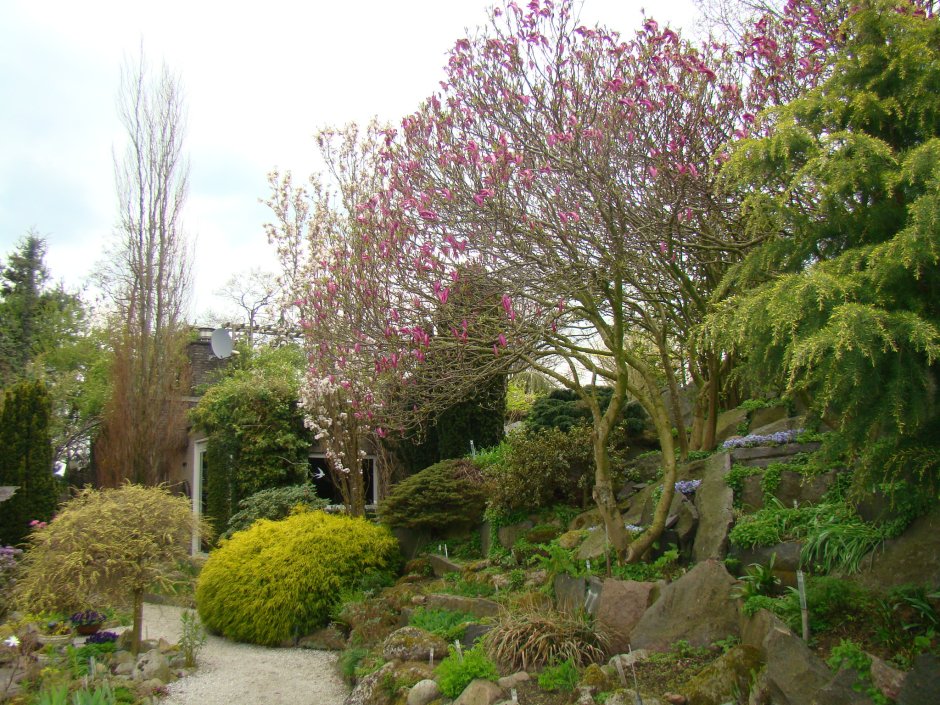 Магнолия вечнозеленая в ландшафте