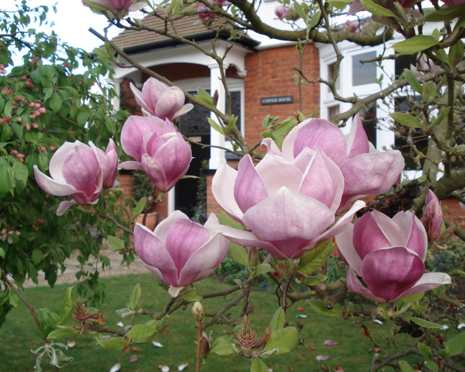 Магнолия Суланжа черенок