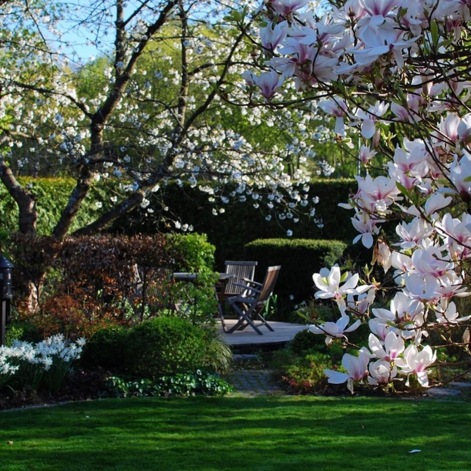 Магнолия Суланжа в ландшафтном дизайне