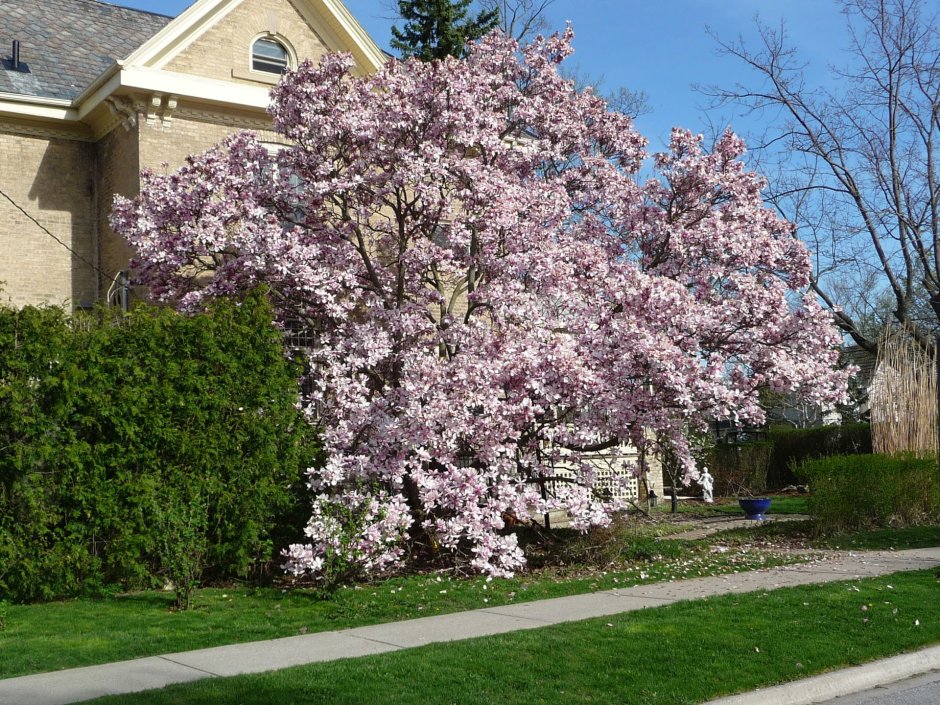 Магнолия (Magnolia "Ann")*