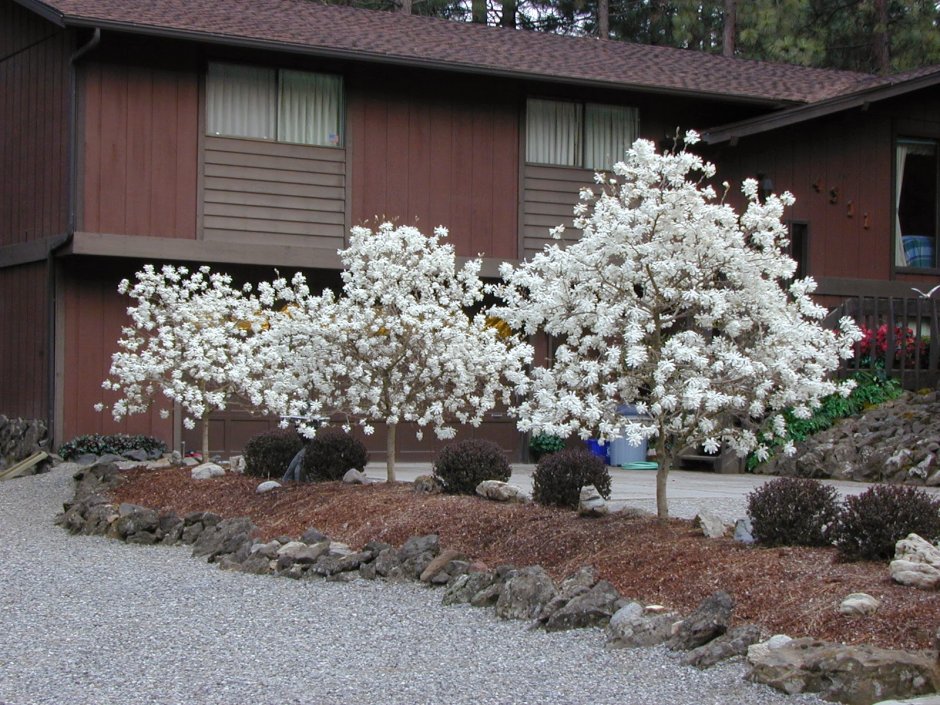 Магнолия звёздчатая