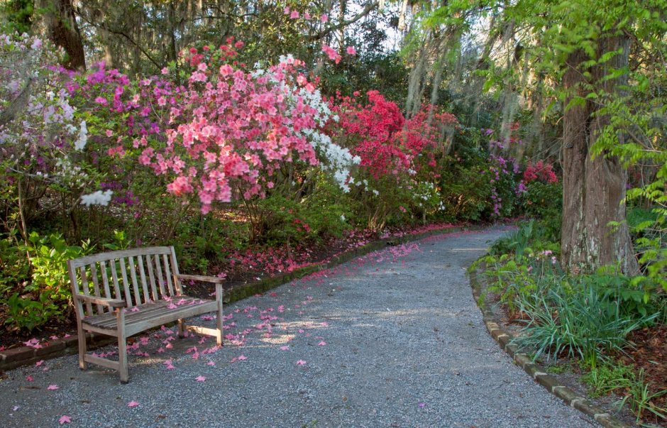 Чарльстон сад магнолий